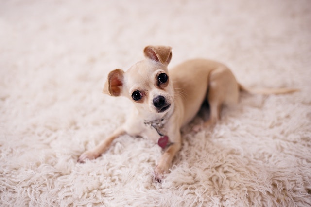 Carpet Cleaning Services - Green USA Cleaning - Photo Dog on Carpet